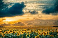 Wachstum, Zuversicht und neue Perspektiven Weites Sonnenblumenfeld unter dramatischem Himmel bei Sonnenuntergang